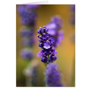 Cartão Fotografia da flor de lavanda