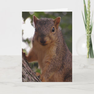 Cartão Fotografia da Natureza de Esquilo Fofo de Perto
