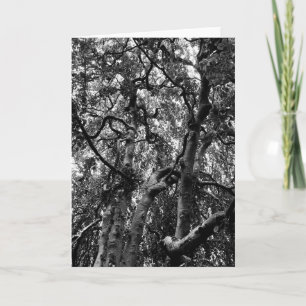 Cartão Fotografia da Natureza de Ramos de Árvore Assustad