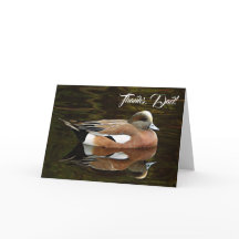 Fotografia da Natureza do American Wigeon Dia dos 