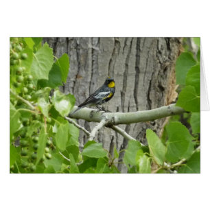 Cartão Fotografia da natureza Warbler de Audubon