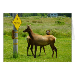 Cartão Fotografia da vida selvagem de Elk Crossing na Cal