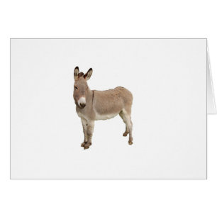 Cartão Fotografia de burro de burro de burro de burro de