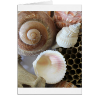 Cartão fotografia de conchas marítimas