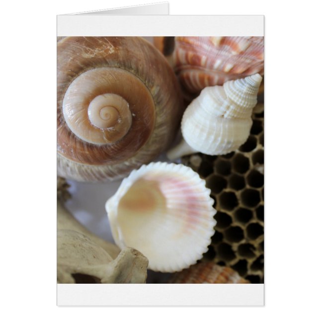 Cartão fotografia de conchas marítimas (Frente)