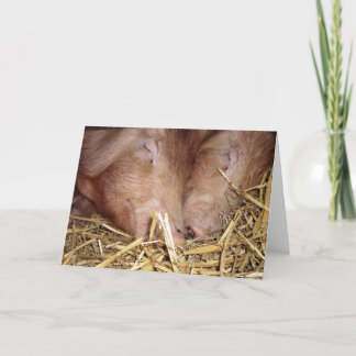 Cartão Fotografia de dois porcos adormecidos - placas de 