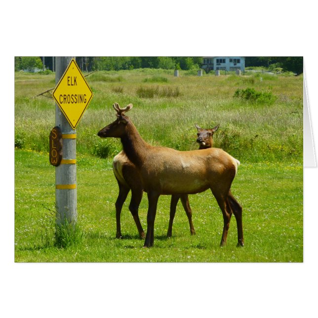 Cartão Fotografia de Elk Crossing California Willife (Frente Horizontal)