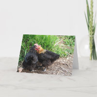 Fotografia de Galinhas Aconchegantes Personalizada