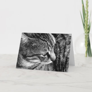 Cartão Fotografia de Gato Preto e Branco