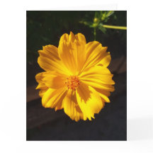 Fotografia de macro de ouro Flor