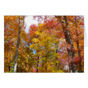 Cartão Fotografia de Outono de Árvores Laranja e Amarelas