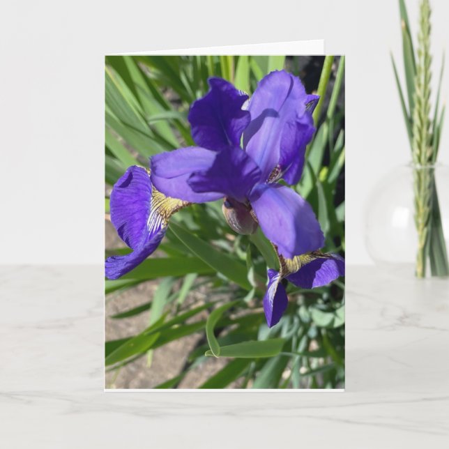 Cartão Fotografia de Saudação de Flor de Íris Roxa  (Frente)