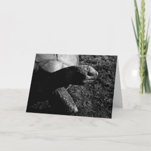 Cartão Fotografia de tartaruga em preto e branco