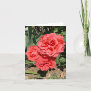 Cartão Fotografia de três rosas cor-de-rosa