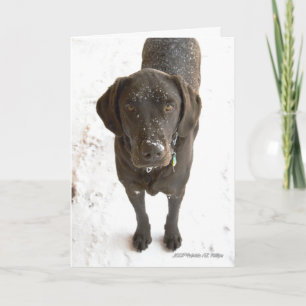 Cartão Fotografia do Cão Labrador de Chocolate Ausente