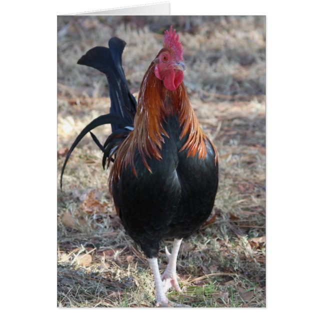 Cartão Fotografia do Game Rooster (Frente)