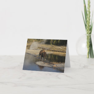 Cartão Fotografia dos animais selvagens de Yellowstone do