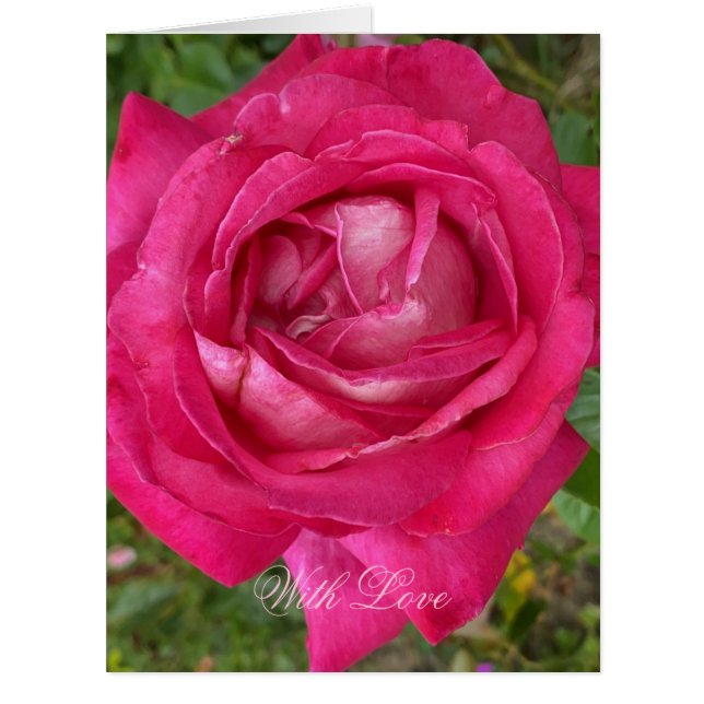 Cartão Fotografia Flor Rosa Rosa Romântica Floral (Frente)