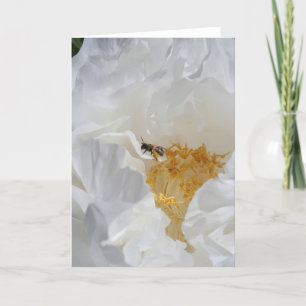 Cartão Fotografia Floral de Peônia Branca e Abelha