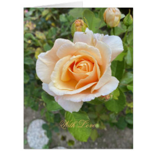 Cartão Fotografia Floral Romântica Rosa