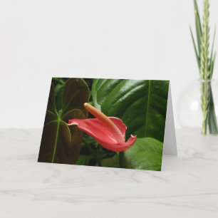 Cartão Fotografia Floral Rosa Calla Lily Elegante