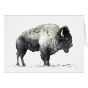 Cartão Fotografia histórica do American Bison