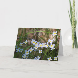Cartão Fotografia natural das flores azuis-claras e amare