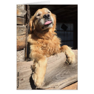 Cartão Fotografia parva do golden retriever
