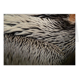 Cartão Fotografia Pelican Feather Nature