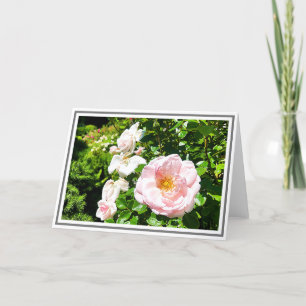 Cartão Fotografia Rosa Rosa Rosa Pálida Com Folha Verde