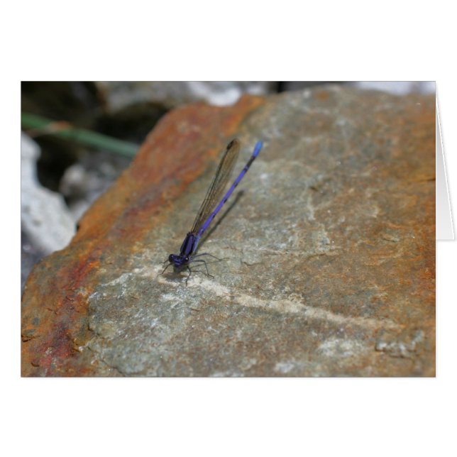 Cartão Fotográfico Purple Damselfly (Frente horizontal)