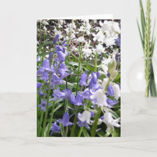 Cartão Fotos/detalhes do Bluebell - Placa Primavera 2016