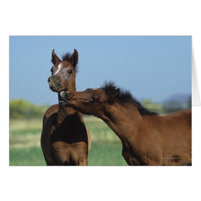 Cartão Fotos Reproduzindo 2 (Frente Horizontal)