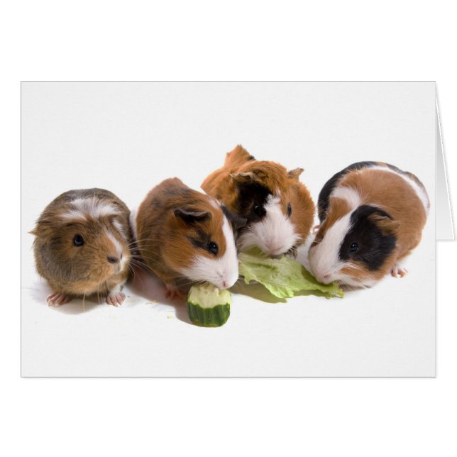 Cartão four guinea pigs who eat, (Frente Horizontal)