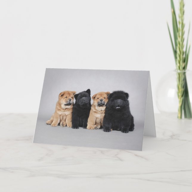 Cartão Four little Chow chow puppies (Frente)