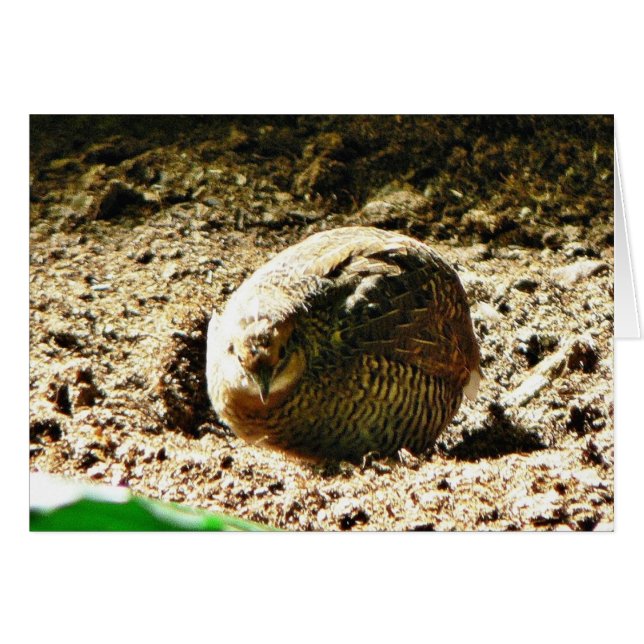 Cartão Fows De Algum Tipo (Frente Horizontal)