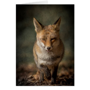 Cartão Fox