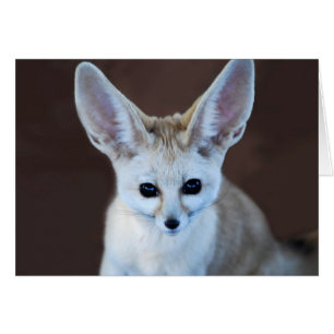Cartão Fox Futest Fennec do Mundo