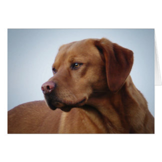 Cartão Fox Red Labrador