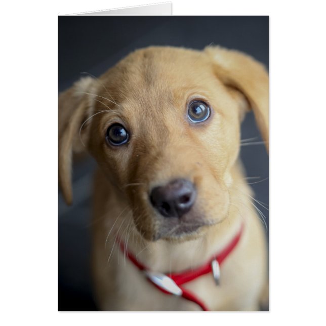 Cartão Fox Red Labrador Puppy (Frente)