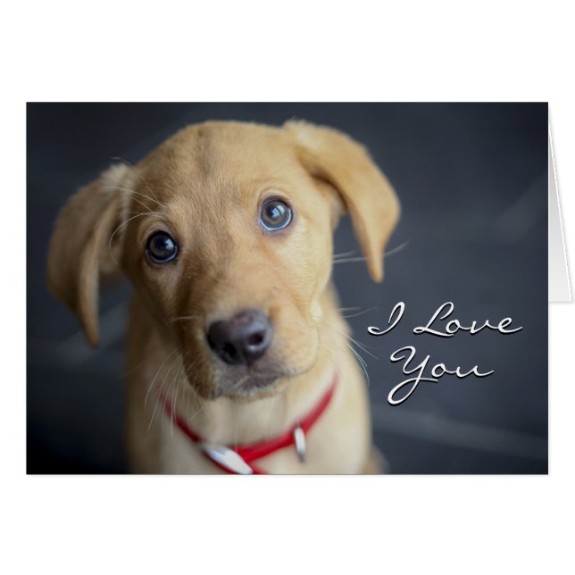 Cartão Fox Red Labrador Puppy (Frente Horizontal)