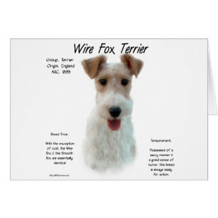 Cartão Fox Terrier History; sobre o arame fox terrier