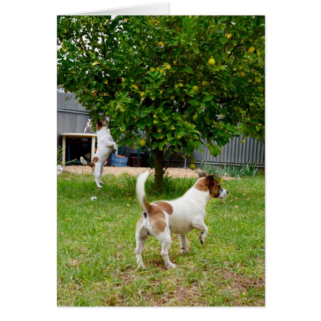 Cartão Fox Terriers Joga Tempo, (Frente)