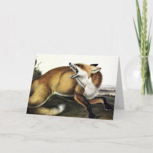 Cartão Fox Vermelha Americana, Vulpes vulpes fulvus por A
