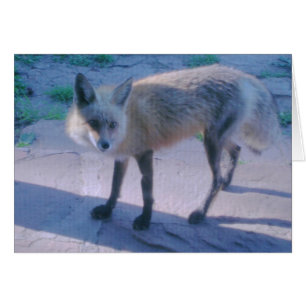 Cartão Fox vermelho no patamar