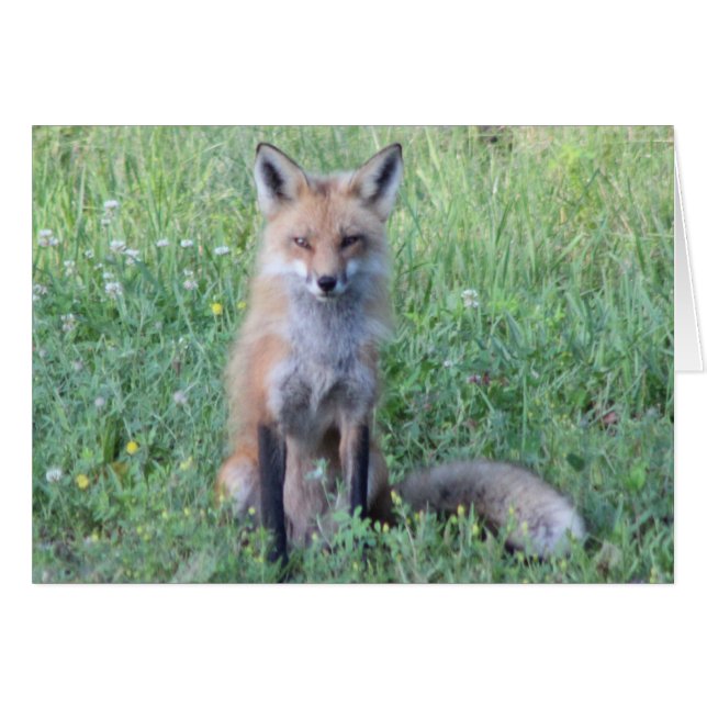 Cartão Foxy Lady (Frente Horizontal)