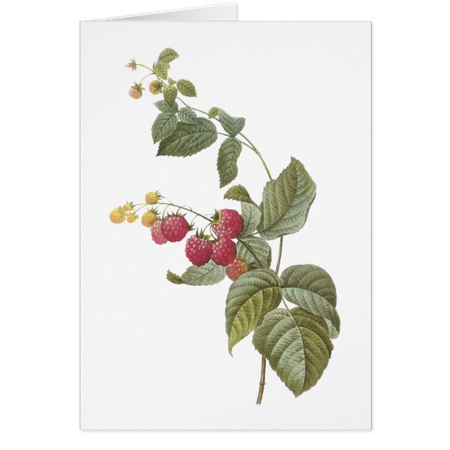 Cartão framboesa (Rubus sp.) por Redouté (Frente)
