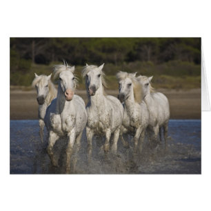 Cartão França, Camargue. Cavalos correm