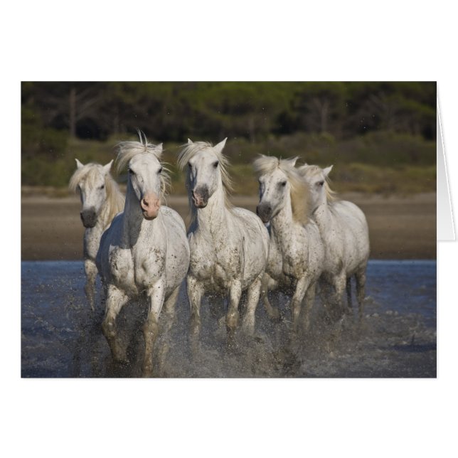 Cartão França, Camargue. Cavalos corridos (Frente Horizontal)