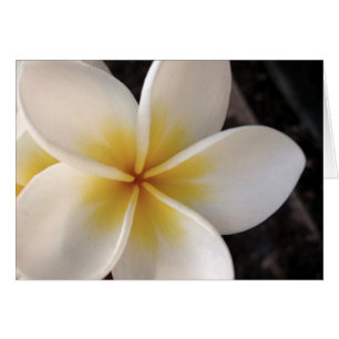 Cartão Frangipani